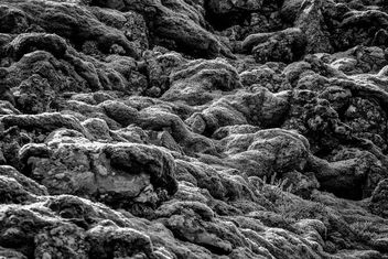 Icelandic moss - Free image #295695