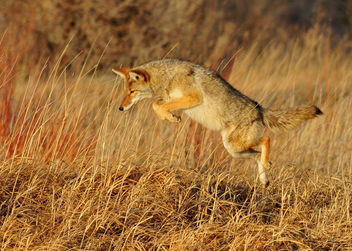 Leaping Coyote Seedskadee NWR - бесплатный image #295755