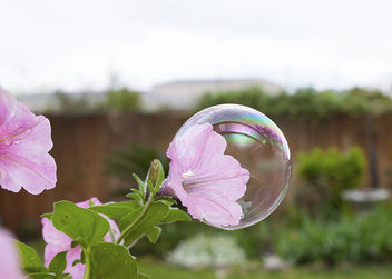 Closeup of large bubble in center of pink petunia - бесплатный image #296735