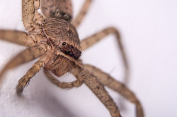 A house Spider - Kostenloses image #296765