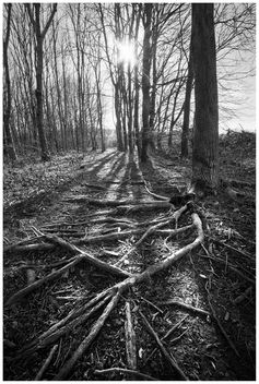 Roots Black and White - Kostenloses image #296855
