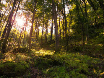 Sunlit forest - Free image #297185