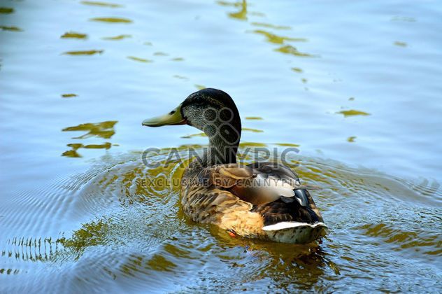 Duck floats in pond - image #297555 gratis