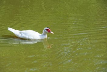 Muscovy duck - image gratuit #297565 
