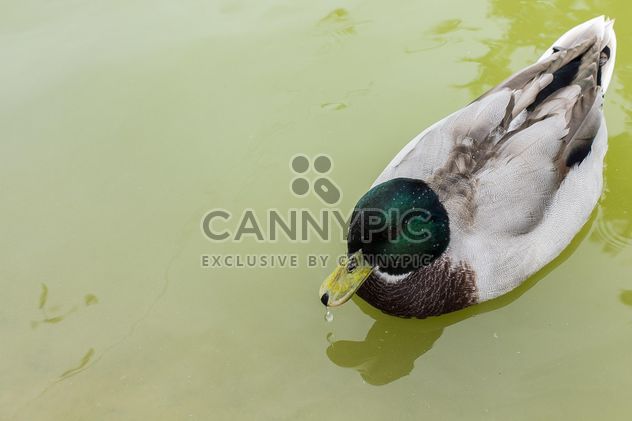 Grey-green duck in the pond - image #297605 gratis