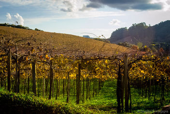Vineyards from Brazil - Free image #299335