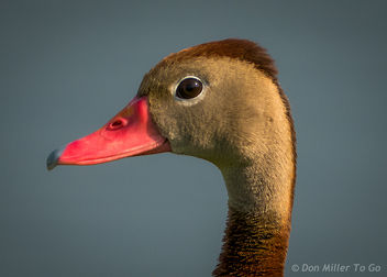 Black-bellied Whistling Duck - Kostenloses image #299445