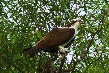 BANDED OSPREY in a Tree - Free image #299675