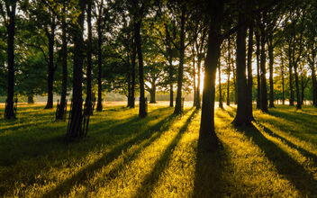 The greatest gold glimmering through the trees - Kostenloses image #300055