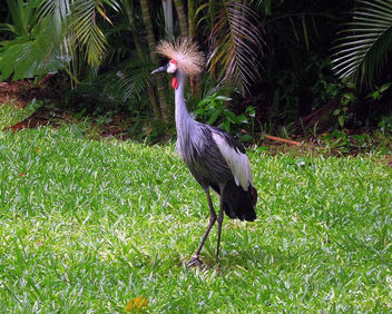 Brazil (Iguacu Birds Park) Grey Crowned Crane - image #300135 gratis