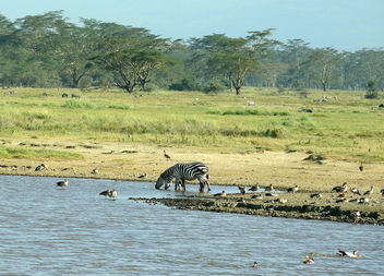 Kenya (Nakuru National Park) Zebras and birds at water hole - Kostenloses image #300235