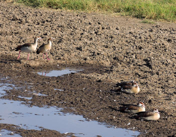 Kenya (Nakuru National Park) Egyptian geese - бесплатный image #300395
