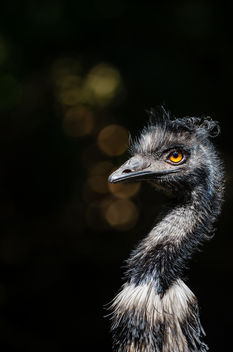 Emu - image gratuit #300425 