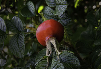 RoseHip on the dunes - Free image #300865