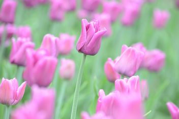 Pink tulip field - Free image #301375
