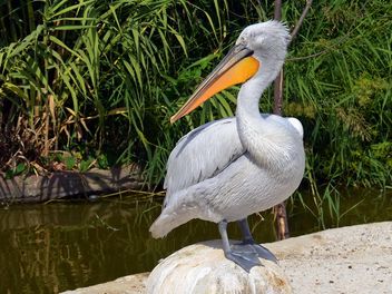 American pelican rests - image #301605 gratis