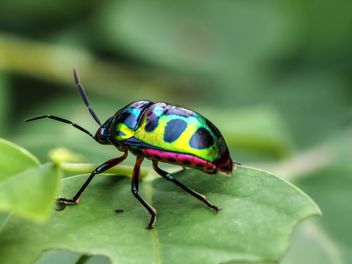 Green bug with black dots - Kostenloses image #301725