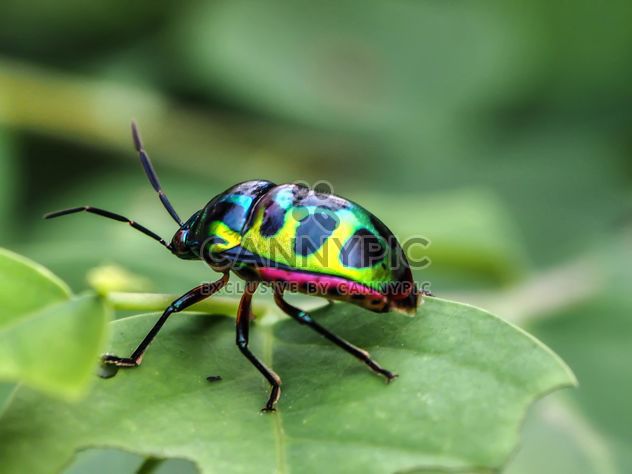 Green bug with black dots - image gratuit #301725 