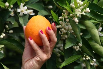 Picking Orange from a tree - image gratuit #301955 
