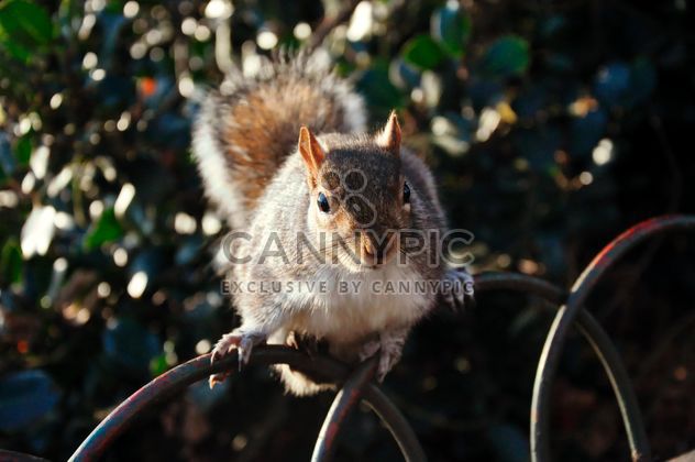 Squirrel - image gratuit #303795 