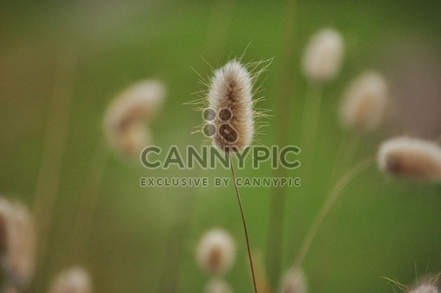 withered grass in focus sunlight - image #303995 gratis