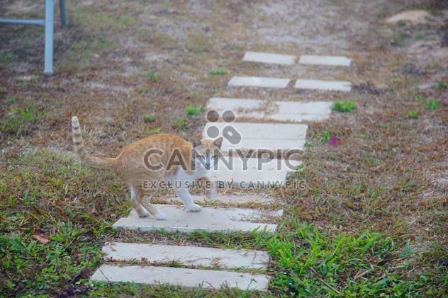 red cat takes a morning walk - бесплатный image #304035