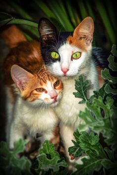 Two kitten portraits - бесплатный image #304055
