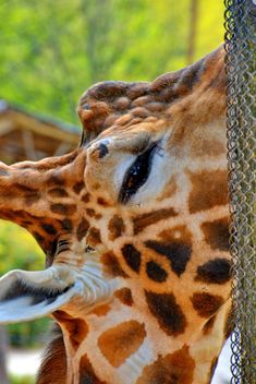 Giraffe eye close up - image gratuit #304515 