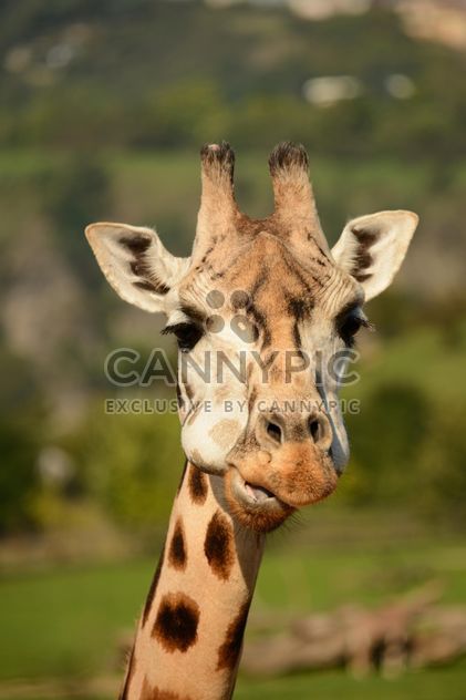 Giraffe portrait - image #304565 gratis