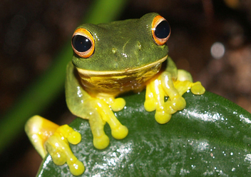 orange eyed green tree frog - image #305965 gratis