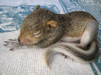 Latest Baby Squirrel Pics - Free image #306095