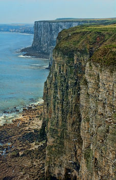 Bempton Cliffs, Bridlington, East Yorkshire - Free image #306255