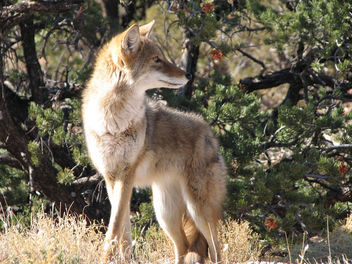 Coyote - image gratuit #306325 
