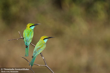 Green Bee-eater - image #306385 gratis