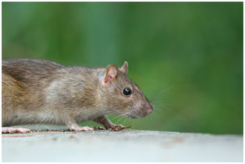 Rat surmulot / Brown Rat - image #306645 gratis