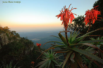 God's Window (Mpumalanga, South Africa) - Free image #306755