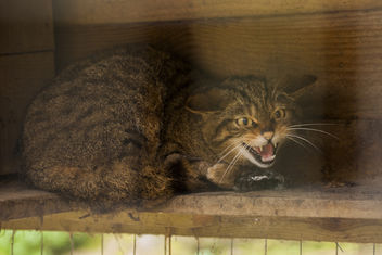 Scottish Wildcat - Felis Grampia - image #306765 gratis
