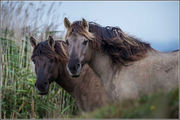 Konik Ponies at Oare Marsh Nature Reserve. - image gratuit #306995 