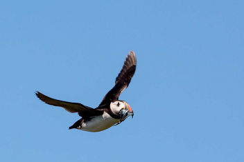 Puffin with supper - Free image #307035