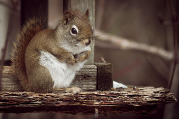 Squirrel on the Feeder, Hartley, Duluth - image #307045 gratis