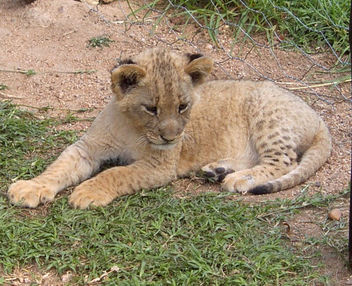 Baby Lion Cub ! - Kostenloses image #307245