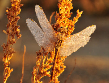 Dew Covered Meadowhawk Dragonfly on Seedskadee National Wildlife Refuge - image gratuit #307445 