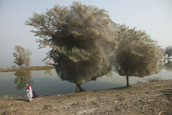 Trees cocooned in spiders webs, an unexpected side effect of the flooding in Sindh, Pakistan - бесплатный image #309265