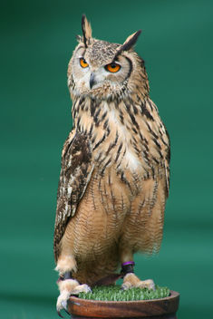 Bengalese Eagle Owl - image gratuit #313845 