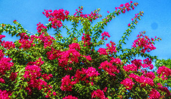 Blooms all year round - image #318815 gratis