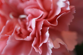 pink carnation - This is love, HMM - image #320155 gratis