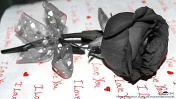 Love in saint valentines breeze with rose flower (black and white) [Happy Valentines Day] - image #320345 gratis