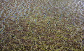 Seaweeds near the shore during the tide. - Kostenloses image #321605