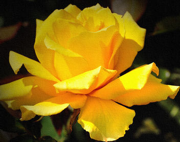 San Bruno Rose (Textured) - Kostenloses image #323275