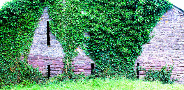 Ivy on an old barn #dailyshoot #Wales - Free image #323605